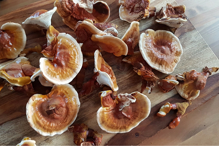 What is Reishi? Its 8 Properties Are Good for Our Health